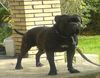 Olde English Bulldogge Hund