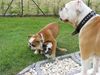 Olde English Bulldogge Hund