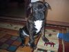 Olde English Bulldogge Foto: Norseman Aragorn - 4 Monate alt (ID 8314) Olde English Bulldogge Hund