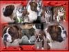 Olde English Bulldogge Foto: Boogieman v. Frankenstein (ID 43789) Olde English Bulldogge Hund