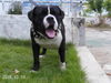 Olde English Bulldogge Foto: hello i am troy de lucas im redy for stud servise (ID 29938) Olde English Bulldogge Hund