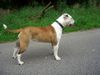 Olde English Bulldogge Hund