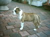 Olde English Bulldogge Hund