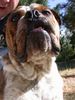 Olde English Bulldogge Foto (ID 13325) Olde English Bulldogge Hund