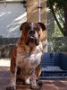 Olde English Bulldogge Foto: my olde bulldogges coming from USA (ID 13299) Olde English Bulldogge Hund