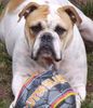 Olde English Bulldogge Foto: Ebby v. Frankenstein (ID 43791) Olde English Bulldogge Hund
