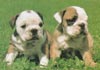 Olde English Bulldogge Foto (ID 37) Olde English Bulldogge Hund