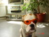Olde English Bulldogge Foto: Bin ich cool ? ( Buliwyf) (ID 31343) Olde English Bulldogge Hund