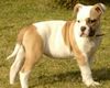 Olde English Bulldogge Foto: Royal Angel´s Kennel (ID 3609) Olde English Bulldogge Hund