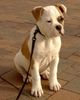 Olde English Bulldogge Foto: Royal Angel´s Kennel (ID 3610) Olde English Bulldogge Hund