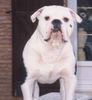 Olde English Bulldogge Foto: Norseman Saxo (ID 3827) Olde English Bulldogge Hund