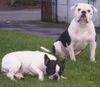 Olde English Bulldogge Foto: Norseman Saxo (ID 3831) Olde English Bulldogge Hund