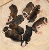 Olde English Bulldogge Foto: Acht mal of Mystery Bulldogs (ID 45876) Olde English Bulldogge Hund
