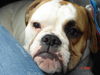 Olde English Bulldogge Hund