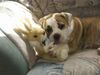 Olde English Bulldogge Foto: Aisha liebt den Osterhasen (ID 19717) Olde English Bulldogge Hund