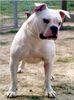 Olde English Bulldogge Foto: Norseman Rockette (ID 3829) Olde English Bulldogge Hund