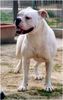 Olde English Bulldogge Foto: Norseman Rockette (ID 3830) Olde English Bulldogge Hund
