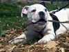 Olde English Bulldogge Foto: Norseman Tom Elder (ID 3828) Olde English Bulldogge Hund