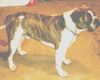 Olde English Bulldogge Foto: 100% Leavitt Purebred/ The real OEB. (ID 8278) Olde English Bulldogge Hund