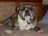Olde English Bulldogge Foto: unser 9 monate junger tiroler namens (ID 7401) Olde English Bulldogge Hund