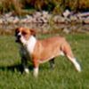Olde English Bulldogge Foto: My oeb toetsie!!!! (ID 3494) Olde English Bulldogge Hund