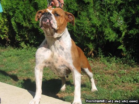 Olde English Bulldogge Hunde Foto 14371 Olde English Bulldogge bulldogge