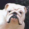 Olde English Bulldogge