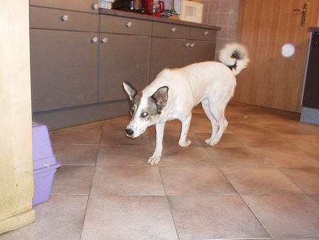 Ostsibirischer Laika Hunde Foto 1435 Ostsibirischer Laika Laika oder nicht??