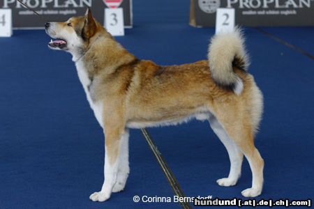 Ostsibirischer Laika aufgenommen bei der Welthundeausstellung in Paris, 2011