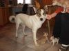 Ostsibirischer Laika Foto: Noomi Laika oder ?? (ID 1437) Ostsibirischer Laika Hund