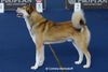 Ostsibirischer Laika Foto: aufgenommen bei der Welthundeausstellung in Paris, 2011 (ID 46876) Ostsibirischer Laika Hund