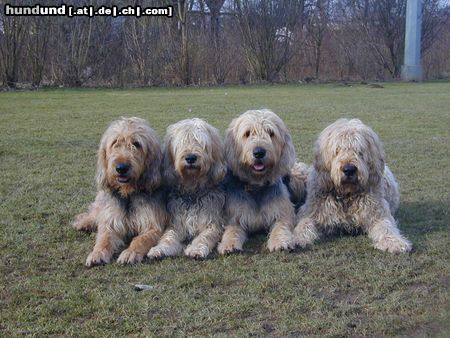 Otterhund April, Floh, Bufas und Knuddel