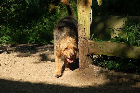 Otterhund Nutshell