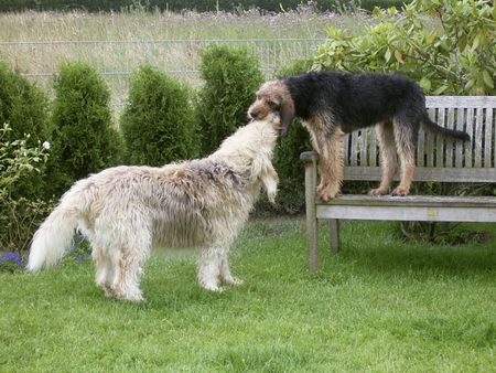 Otterhund Ich bin aber größer als du!