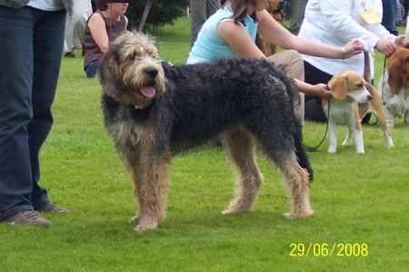 Otterhund Houndville Basil (Linus)