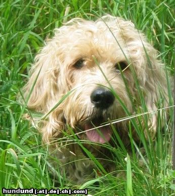 Otterhund Peggy, mein Lieblingshund