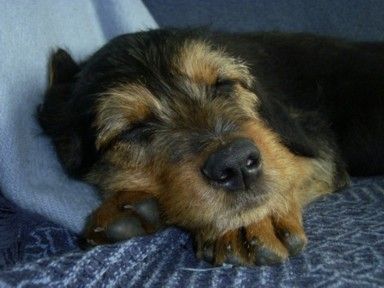 Otterhund Baby Biggles