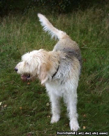 Otterhund lucy