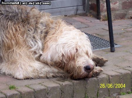 Otterhund Hunde Foto 15760 Otterhund lucy