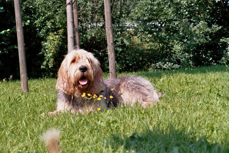 Otterhund Lutra