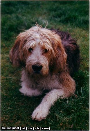 Otterhund Hunde Foto 4857 Otterhund in memoriam Merlin