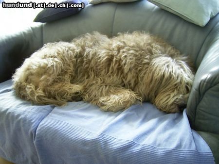 Otterhund Hunde Foto 6409 Otterhund my home is my sofa