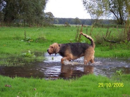 Otterhund Nutshell