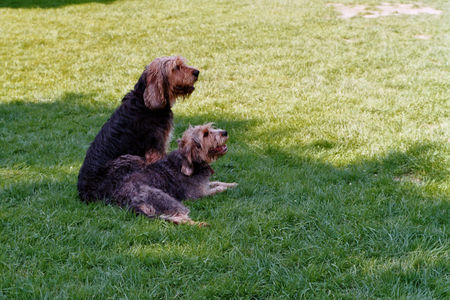 Otterhund Oklahoma & Jette