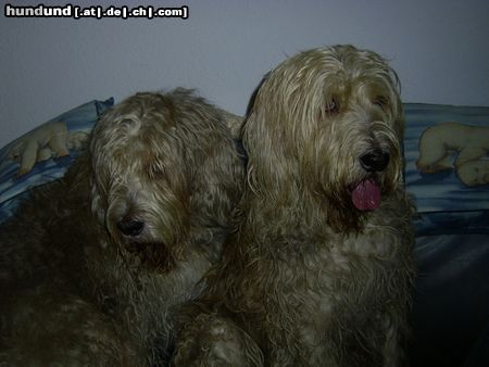 Otterhund Hunde Foto 8268 Otterhund Geteiltes Leid ist halbes Leid (Silvester 2003)
