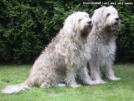 Otterhund Hunde Foto 15817 in höherer Auflösung ansehen Otterhund Wo bleiben denn die Leckerchen?