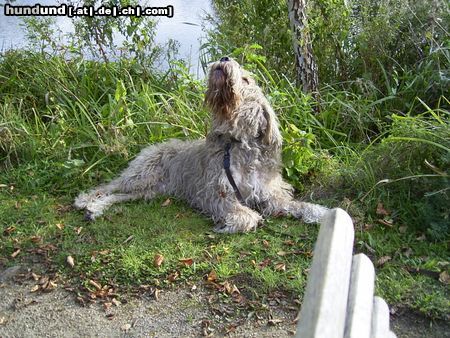 Otterhund Hunde Foto 15818 in höherer Auflösung ansehen Otterhund Es ist zum Heulen!