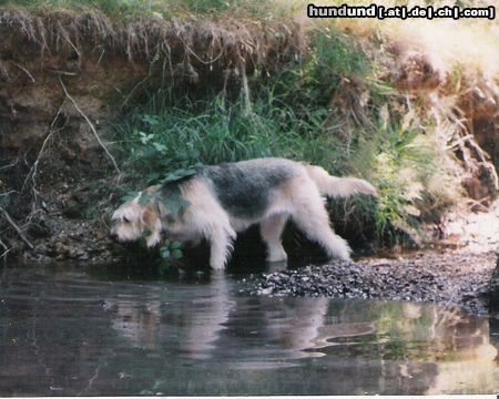 Otterhund Lucy hunting