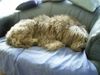 Otterhund Foto: my home is my sofa (ID 6409) Otterhund Hund