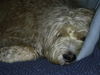 Otterhund Foto: In memoriam - Dojan (ID 24946) Otterhund Hund